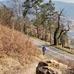 Der Birmehlweg führt durch lichte Haine