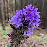 Alpen-Milchlattich oberhalb des Mittersees