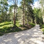 Durch den lichtdurchfluteten Wald zur Juac Hütte
