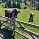 Zufriedene Kühe auf der Rodenecker Alm
