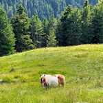 Die Wanderung zur Pecolhütte führt an Weidewiesen vorbei