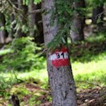 Der Weg Nr. 31 führt auf den Lutterkopf