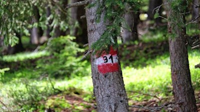 Der Weg Nr. 31 führt auf den Lutterkopf