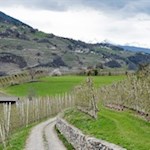 Der Albeinser Themenweg führt durch Apfelwiesen