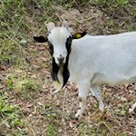 Glückliche Ziege auf der Hagneralm 