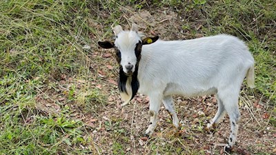 Glückliche Ziege auf der Hagneralm 