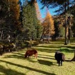 Zufriedene Ponys am Ufer des Antholzer Sees