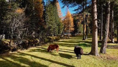 Zufriedene Ponys am Ufer des Antholzer Sees