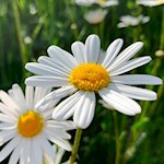 Margeriten im Biotop Grante Moos