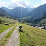 Der Rückweg von der Busegge Alm erfolgt auf dem Hinweg