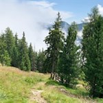 Durch Wald und Wiesen zur Weizgruberalm