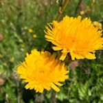 Auch das Habichtskraut gedeiht in den Wiesen der Seiser Alm