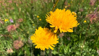 Auch das Habichtskraut gedeiht in den Wiesen der Seiser Alm