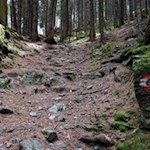 Auf dem Weg Nr. 6A zur Lanzwiesenalm