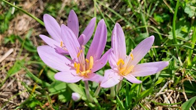 Colchico d'autunno