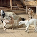 Die niedlichen Ziegen der Saraghes Hütte