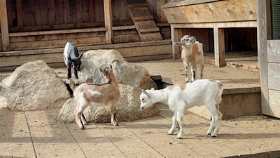 Die niedlichen Ziegen der Saraghes Hütte