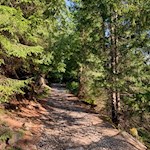 Durch den Wald zur Tarscher Alm