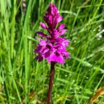 Auch das zarte Knabenkraut gedeiht in Meransens Wäldern und Wiesen