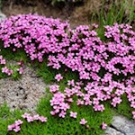 Silene acaulis ai margini della strada