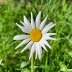 Auch Margeriten blühen in den Seiser Wiesen