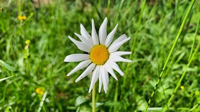 Auch Margeriten blühen in den Seiser Wiesen