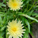 Der Anstieg auf den Mutenock führt durch blühende Almwiesen