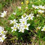 Zarte Bergblumen gedeihen auf Meran 2000