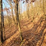 Die linde Herbstsonne taucht die Waldhänge in ein warmes Licht