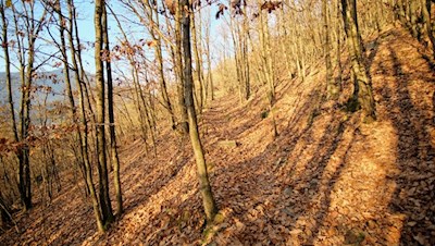 Die linde Herbstsonne taucht die Waldhänge in ein warmes Licht