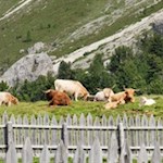 Schottische Rinder tummeln sich in den Wiesen um die Munt de Fornella