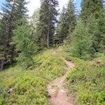 Auf dem Waldsteig Nr. 5 auf den Kellerkopf