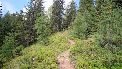 Auf dem Waldsteig Nr. 5 auf den Kellerkopf
