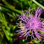 Thistle by the wayside