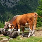 Tierische Freunde...