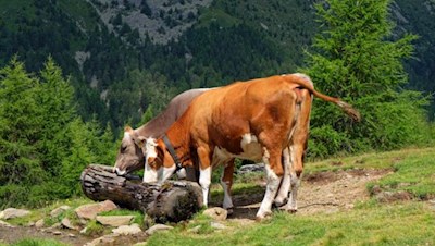 Tierische Freunde...