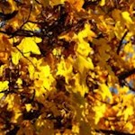 Sanft säuselt der Herbstwind durch die leuchtenden Blätter