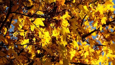 Sanft säuselt der Herbstwind durch die leuchtenden Blätter