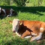 Dösende Almkühe in den Vöraner Wiesen