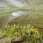 An den Ufern der Seebergseen gedeiht das flauschige Wollgras