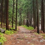 Der archäologische Panoramaweg führt durch den Wald