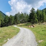 Sanft schlängelt sich der Wanderweg Nr. 1 zur familienfreundlichen Lercheralm