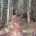 Abkürzung durch den dichten Nadelwald