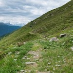 Der Almweg 2000 wird von zarten Alpenrosen umsäumt