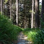 Durch grünende Wiesen und Wälder zur Zirmaitalm