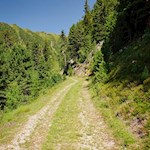 Auf dem Waldweg Nr. 6 zur Winterstaller Alm