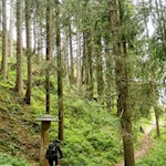 Lärchen säumen den Singletrail im MTB-Eldorado Drei Zinnen