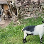 Neugierige Ziegen beobachten die Wanderer...