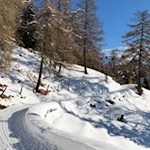 Der Weg zur Kreuzwiesenalm wird von zahlreichen Lärchen umsäumt