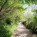 Es grünt so grün am Wegesrand...